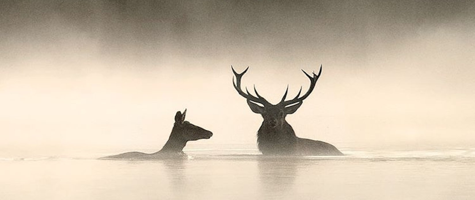 WHISPERS IN THE WOODS